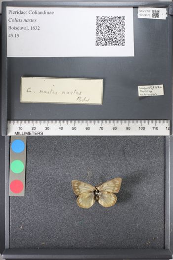 Media type: image;   Entomology 124576